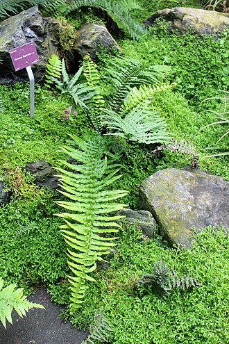 Cranfillia longicauda: L'espèce "Poupartia castanea" dans les serres tropicales du Conservatoire Botanique National de Brest. Photo prise lors des journées contributives au Conservato