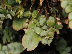 Cranfillia nigra (Cranfillia nigra)