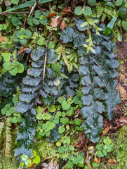 Cranfillia nigra (Cranfillia nigra)