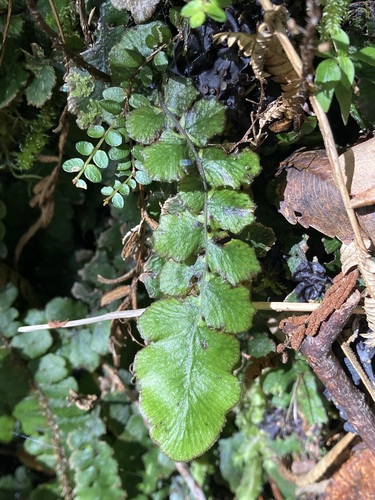 Cranfillia nigra (Cranfillia nigra)