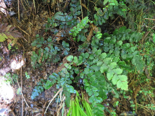 Cranfillia nigra (Cranfillia nigra)