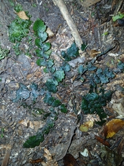 Cranfillia nigra (Cranfillia nigra)