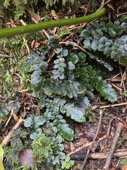 Cranfillia nigra (Cranfillia nigra)
