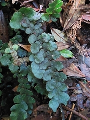Cranfillia nigra (Cranfillia nigra)