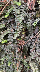 Cranfillia nigra (Cranfillia nigra)