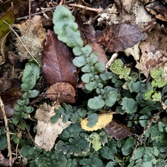 Cranfillia nigra (Cranfillia nigra)