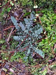 Cranfillia nigra (Cranfillia nigra)