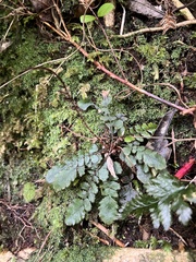 Cranfillia nigra (Cranfillia nigra)