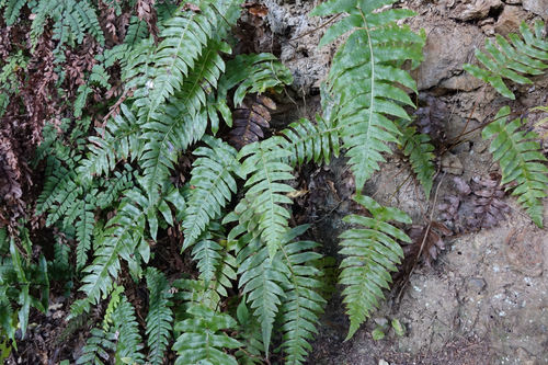 Cranfillia vulcanica (Cranfillia vulcanica)