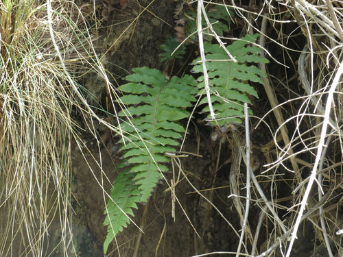 Cranfillia vulcanica (Cranfillia vulcanica)