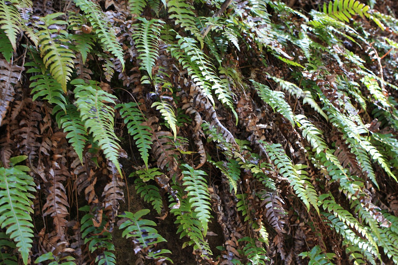 Cranfillia vulcanica: Blechnum vulcanicum (Wedge water Fern) near D'Anton Falls, thanks to mambo2706 for helping out an identification Day 5 of Overland Track Australia oz2009 449