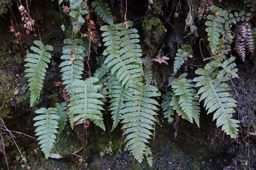 Cranfillia vulcanica (Cranfillia vulcanica)