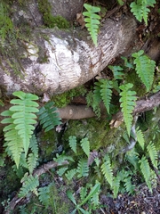 Cranfillia vulcanica (Cranfillia vulcanica)