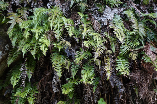 Cranfillia vulcanica (Cranfillia vulcanica)