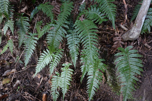 Cranfillia vulcanica (Cranfillia vulcanica)