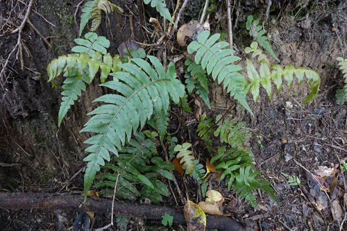 Cranfillia vulcanica (Cranfillia vulcanica)