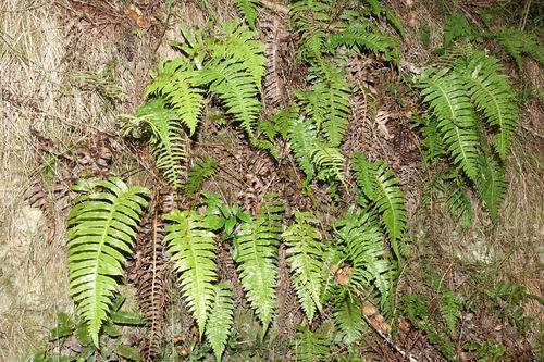 Cranfillia vulcanica (Cranfillia vulcanica)
