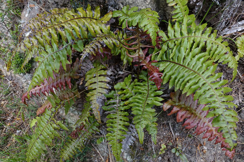 Cranfillia vulcanica (Cranfillia vulcanica)