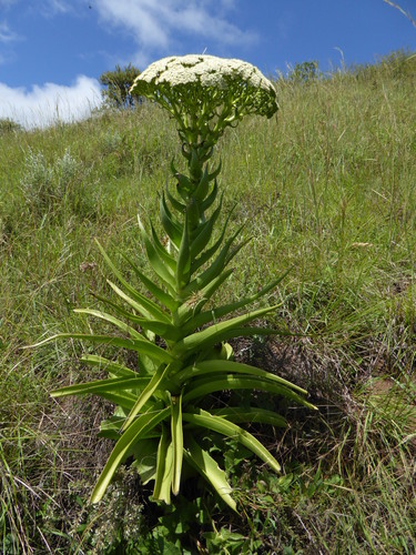 Giant crassula (Crassula acinaciformis)