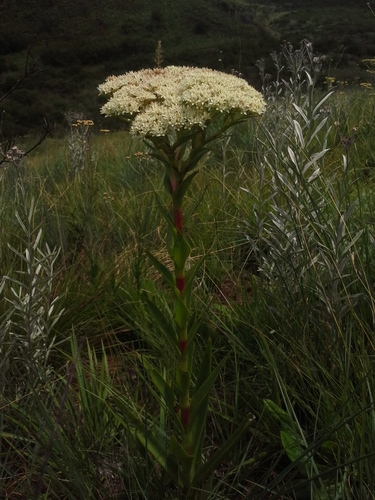 Giant crassula (Crassula acinaciformis)