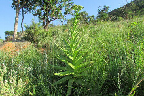 Giant crassula (Crassula acinaciformis)