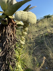 Giant crassula (Crassula acinaciformis)