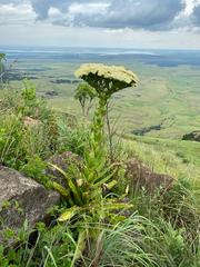 Giant crassula (Crassula acinaciformis)