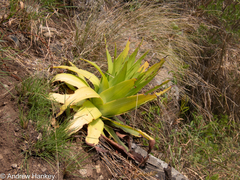 Giant crassula (Crassula acinaciformis)