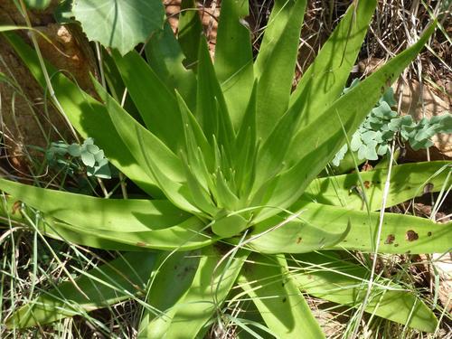Giant crassula (Crassula acinaciformis)
