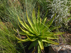 Giant crassula (Crassula acinaciformis)