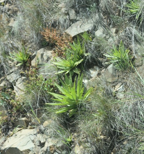 Giant crassula (Crassula acinaciformis)