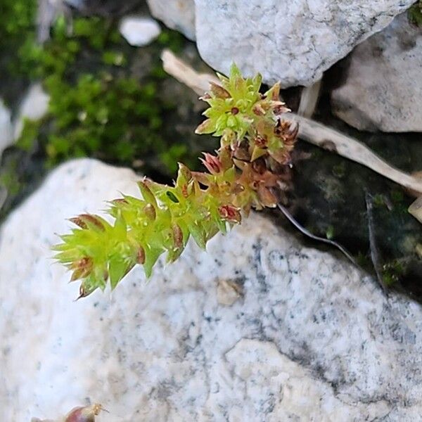 Crassula alata (Crassula alata)