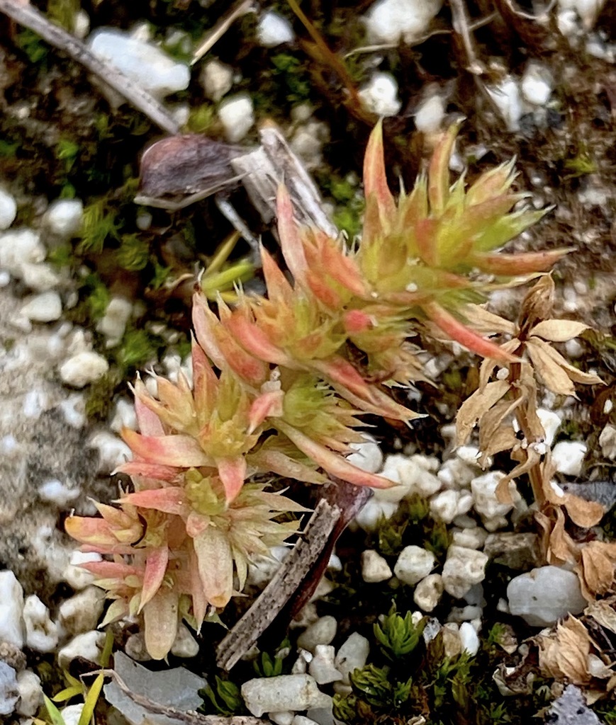 Crassula alata: Crassula alata leaves
