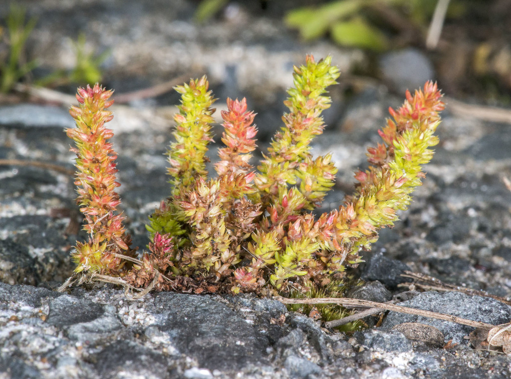 Crassula alata: Crassula alata plant