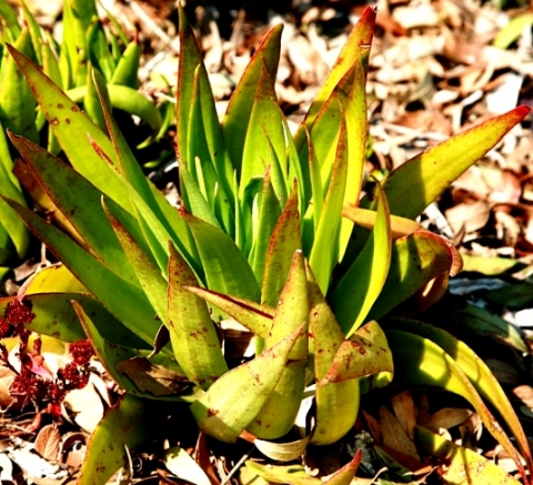 Crassula alba: Plant of Crassula alba var. alba