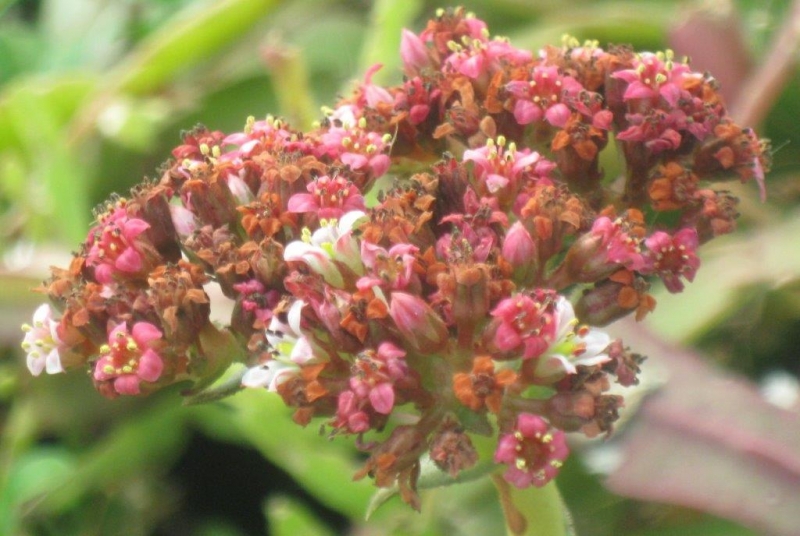 Crassula alba: Crassula alba flowers