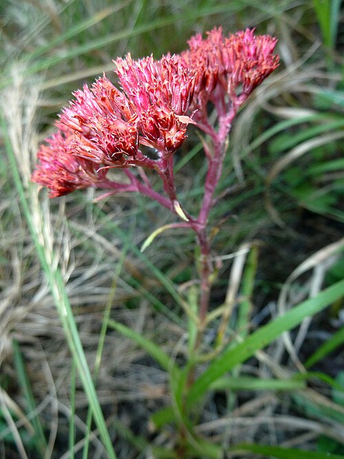 Crassula alba: Crassula alba in the grassland of Krantzkloof Nature Reserve, KwaZulu-Natal