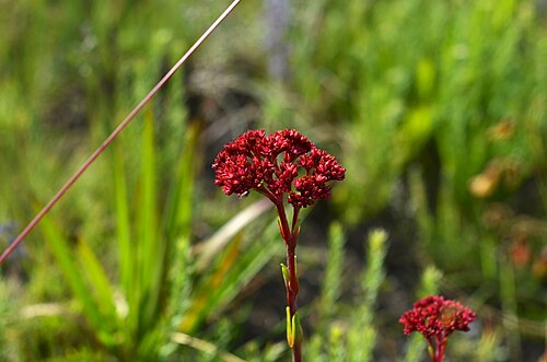 Crassula alba: Picture taken in Kitulo National Park.