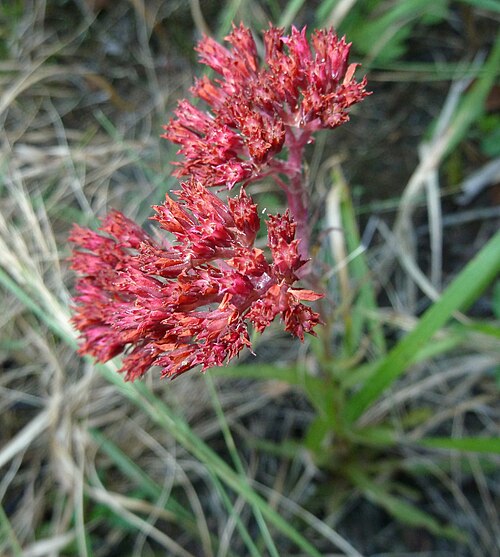 Crassula alba
