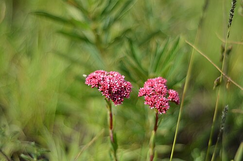 Crassula alba: Picture taken in Kitulo National Park, southern Tanzania