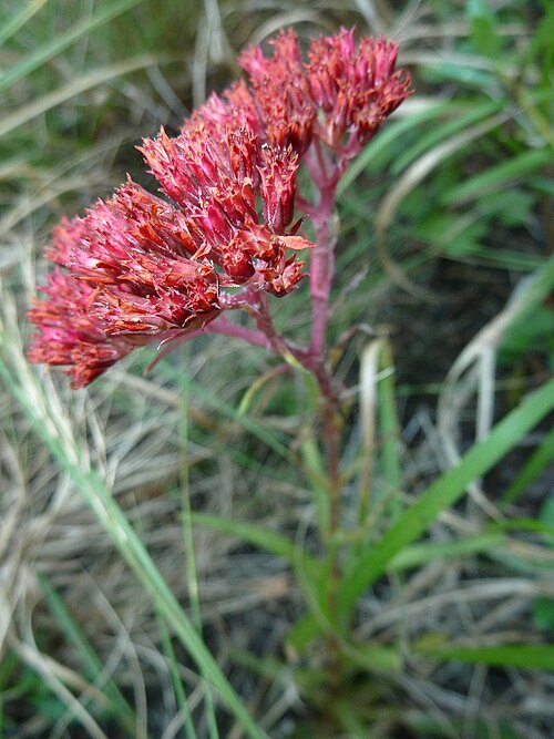 Crassula alba: Crassula alba in the grassland of Krantzkloof Nature Reserve, KwaZulu-Natal