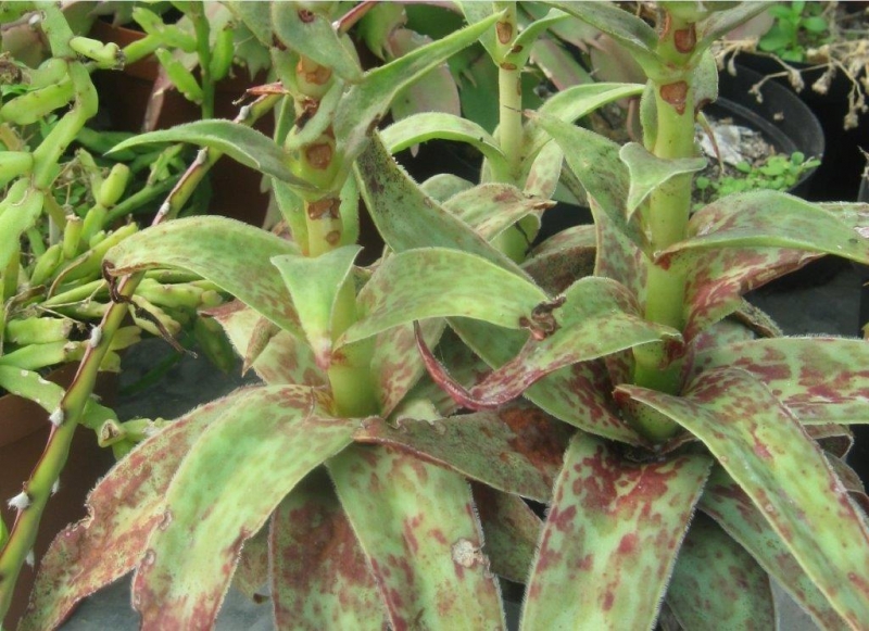 Crassula alba: Crassula alba leaves