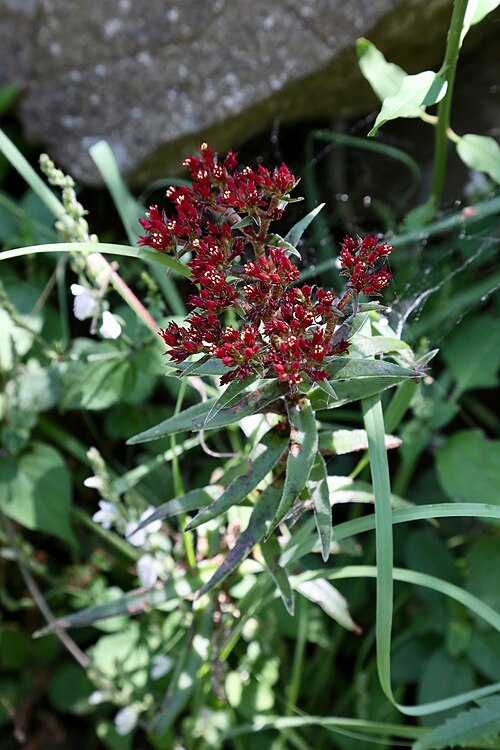Crassula alba: South Africa, KwaZulu-Natal, Mhlopeni Nature Reserve.