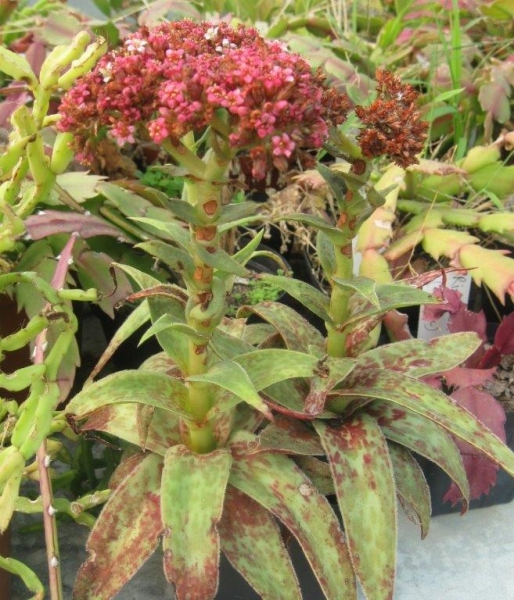 Crassula alba: Crassula alba plant