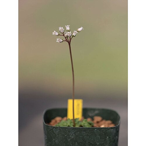 Crassula alcicornis: Crassula alcicornis flowers