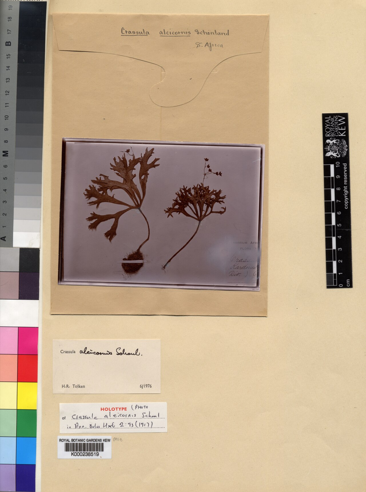 Crassula alcicornis: Specimen of Crassula alcicornis
