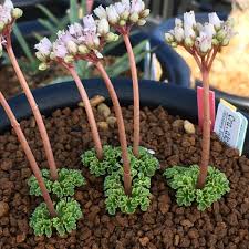 Crassula alcicornis: Plant of Crassula alcicornis