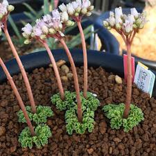 Crassula alcicornis: Plant of Crassula alcicornis