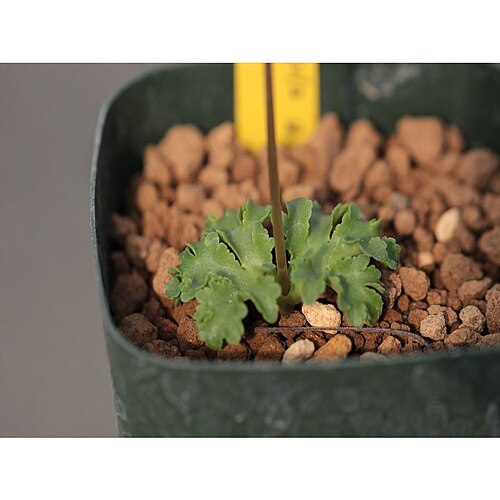 Crassula alcicornis: Crassula alcicornis leaves