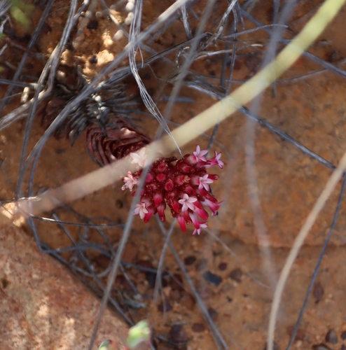 Crassula alpestris (Crassula alpestris)